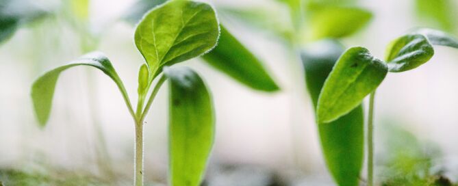 plants growing